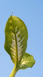 Close-up of leaf against clear blue sky