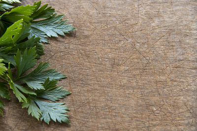 Parsley leaf forming side frame on scratched wooden background for writing text