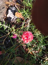 High angle view of flowering plants on field