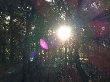 Sun shining through trees