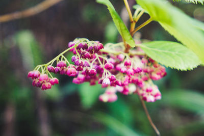 Close-up of pink flowering plant