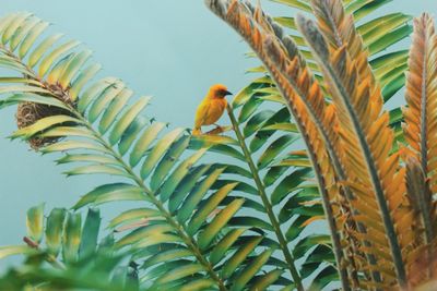Bird perching on a plant