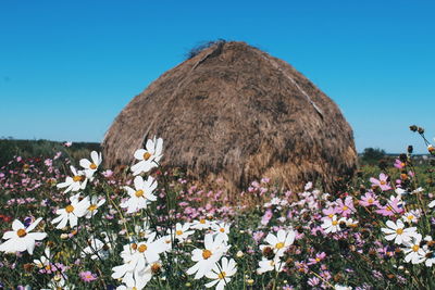 Close-up of flowers blooming in field