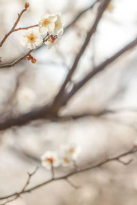 Close-up of snow on twig