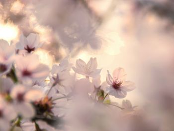 Close-up of cherry blossom