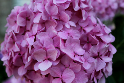 Close-up of pink hydrangea flowers