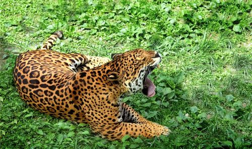 Close-up of a tiger in field