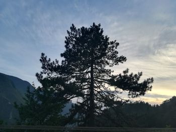 Low angle view of silhouette tree against sky during sunset