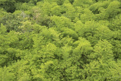 High angle view of trees in forest