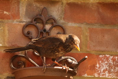 Close-up of bird perching on wall