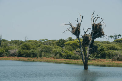 Trees on riverbank against clear sky