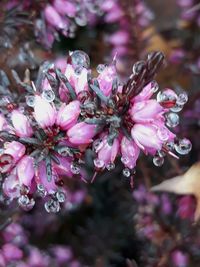 Close-up of pink flowering plant