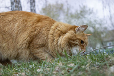 Side view of a cat looking away