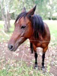 Close-up portrait of horse standing on field