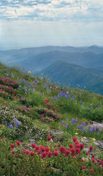 Close-up of wildflowers on mountain