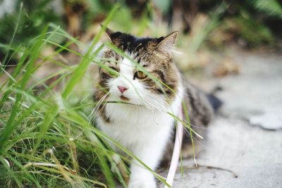 Cat looking away on field