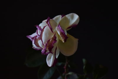 Close-up of flowers against black background