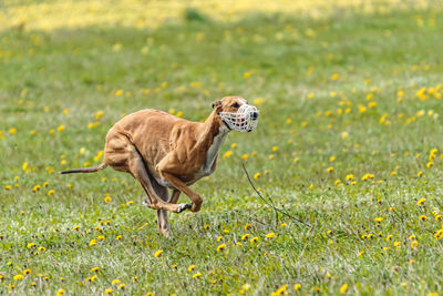 Greyhound dog running fast and chasing lure across green field at dog racing competion