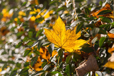 Close-up of yellow autumn leaves