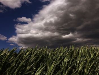 Scenic view of field against cloudy sky