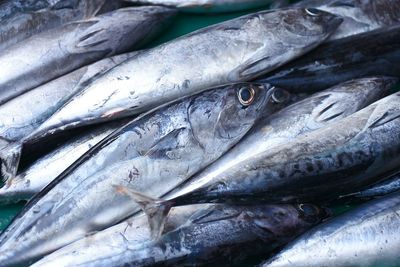 Close-up of fish for sale in market