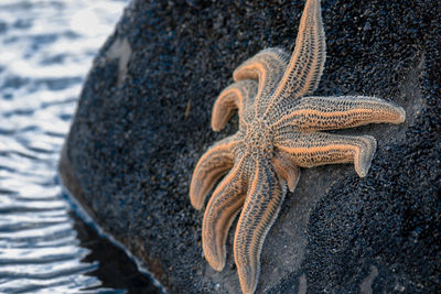 High angle view of animal on rock