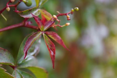 Close-up of red leaves on plant