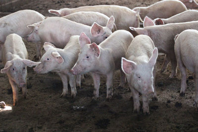 Pigs in their enclosure 