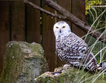 Portrait of owl perching on wood