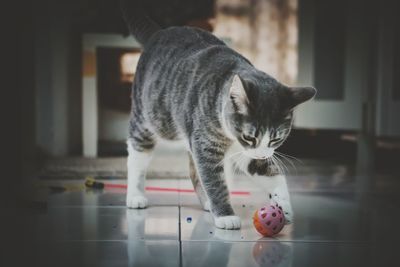 Close-up of tabby cat on floor at home