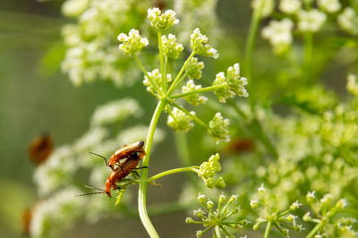 Close-up of insect on flower