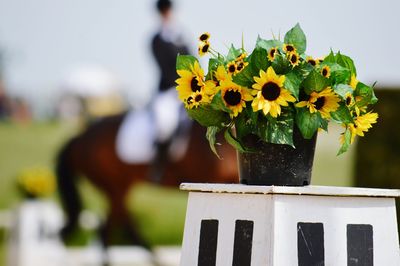 Close-up of yellow flowers blooming outdoors