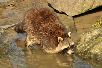 Raccoon drinking water in pond