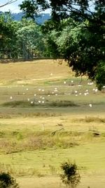 Trees growing on field