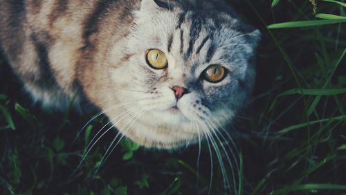Portrait of cat standing on grassy field