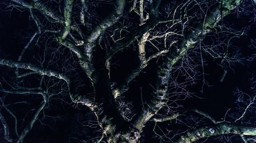 Full frame shot of tree in forest at night