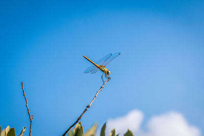 Low angle view of dragonfly on plant against sky
