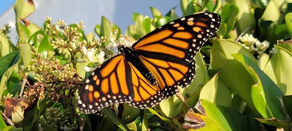 Close-up of butterfly