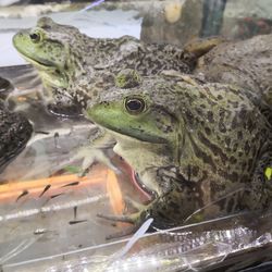 Close-up of frog in water