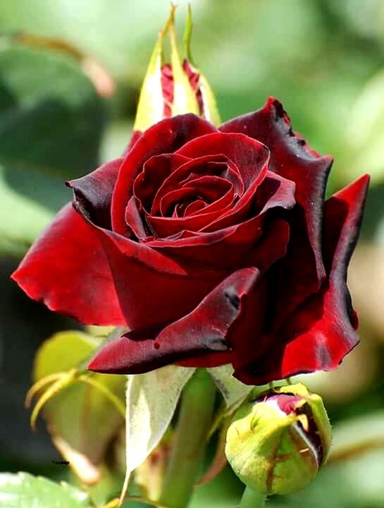 flower, petal, flower head, freshness, fragility, rose - flower, close-up, beauty in nature, growth, focus on foreground, single flower, blooming, nature, plant, red, rose, pink color, in bloom, bud, selective focus