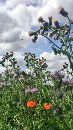 Close-up of flowers against cloudy sky