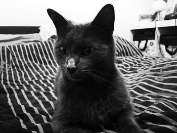 Close-up portrait of cat