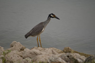 View of a bird perching on rock