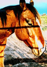 Close-up of horse standing on field