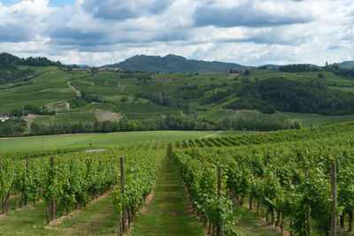 Scenic view of agricultural field against sky