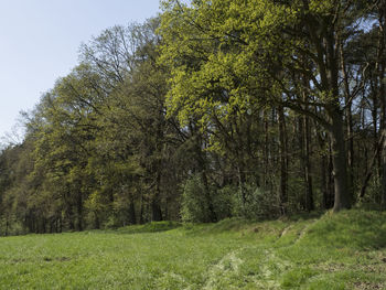 View of trees in the forest