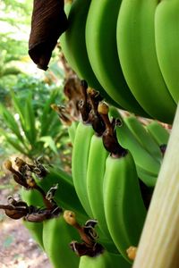 Close-up of plant