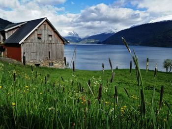 Plants growing on field by buildings against sky