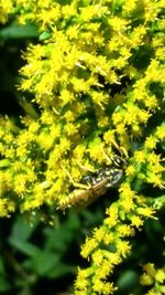 Close-up of yellow plant