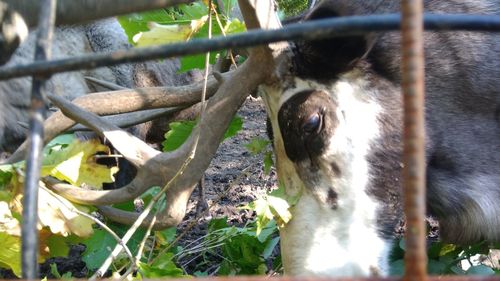 Close-up portrait of dog